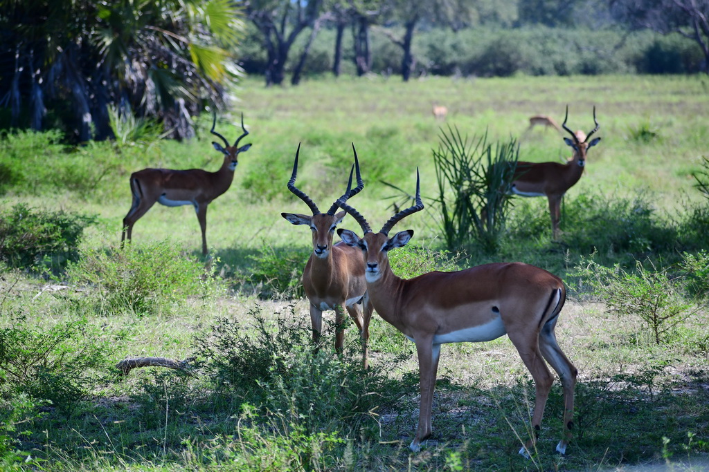 Selous NP